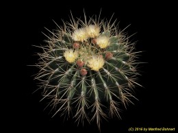 Ferocactus histrix 941